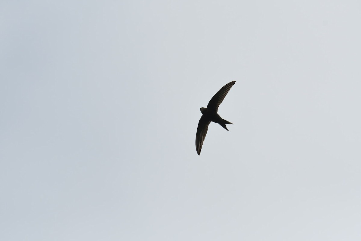 Common Swift - ML576642581