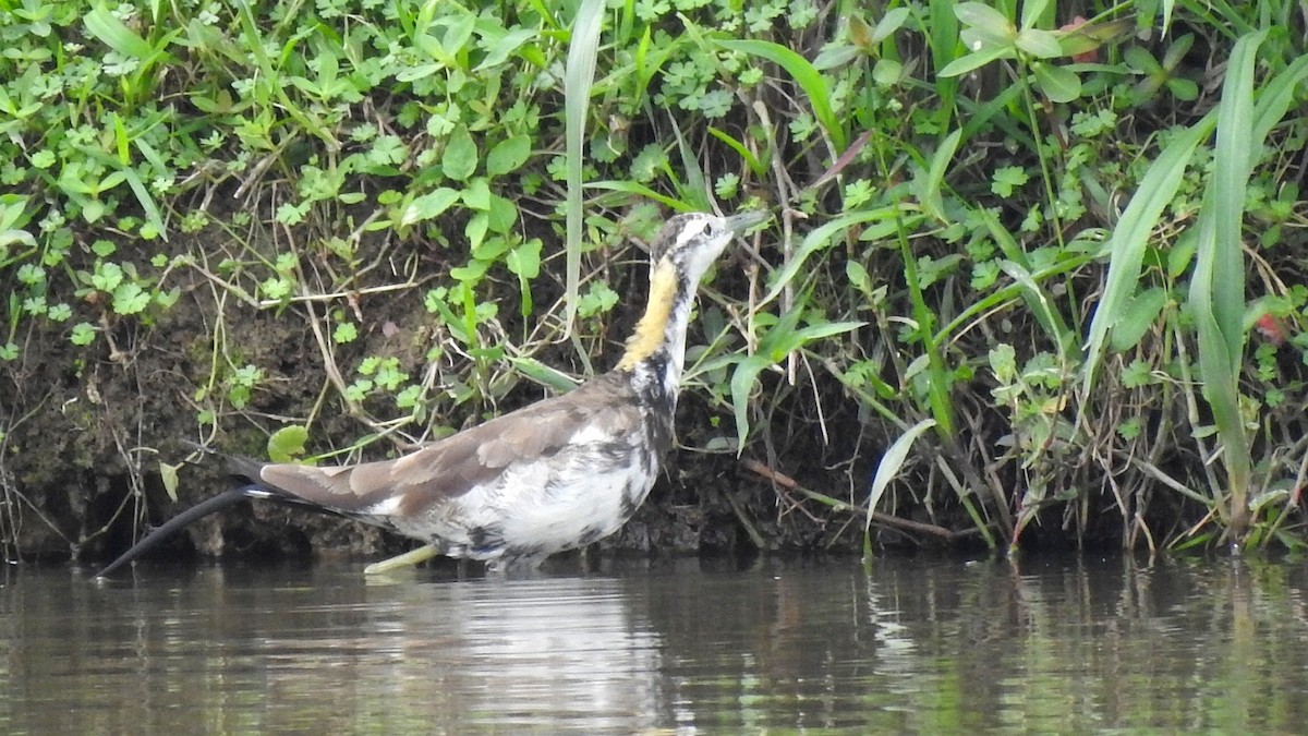 Pheasant-tailed Jacana - ML576643921