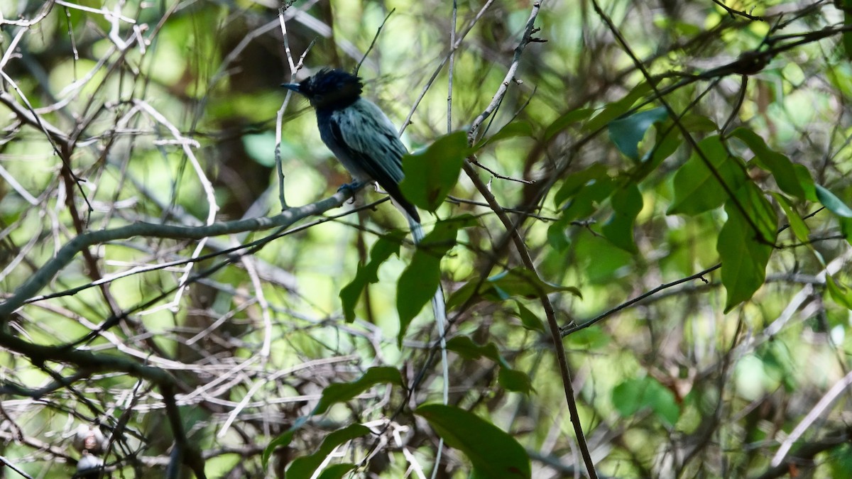 African Paradise-Flycatcher - ML576644241