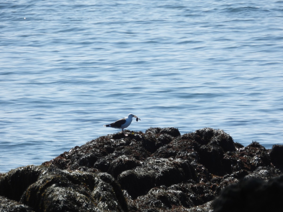 Great Black-backed Gull - ML576644751