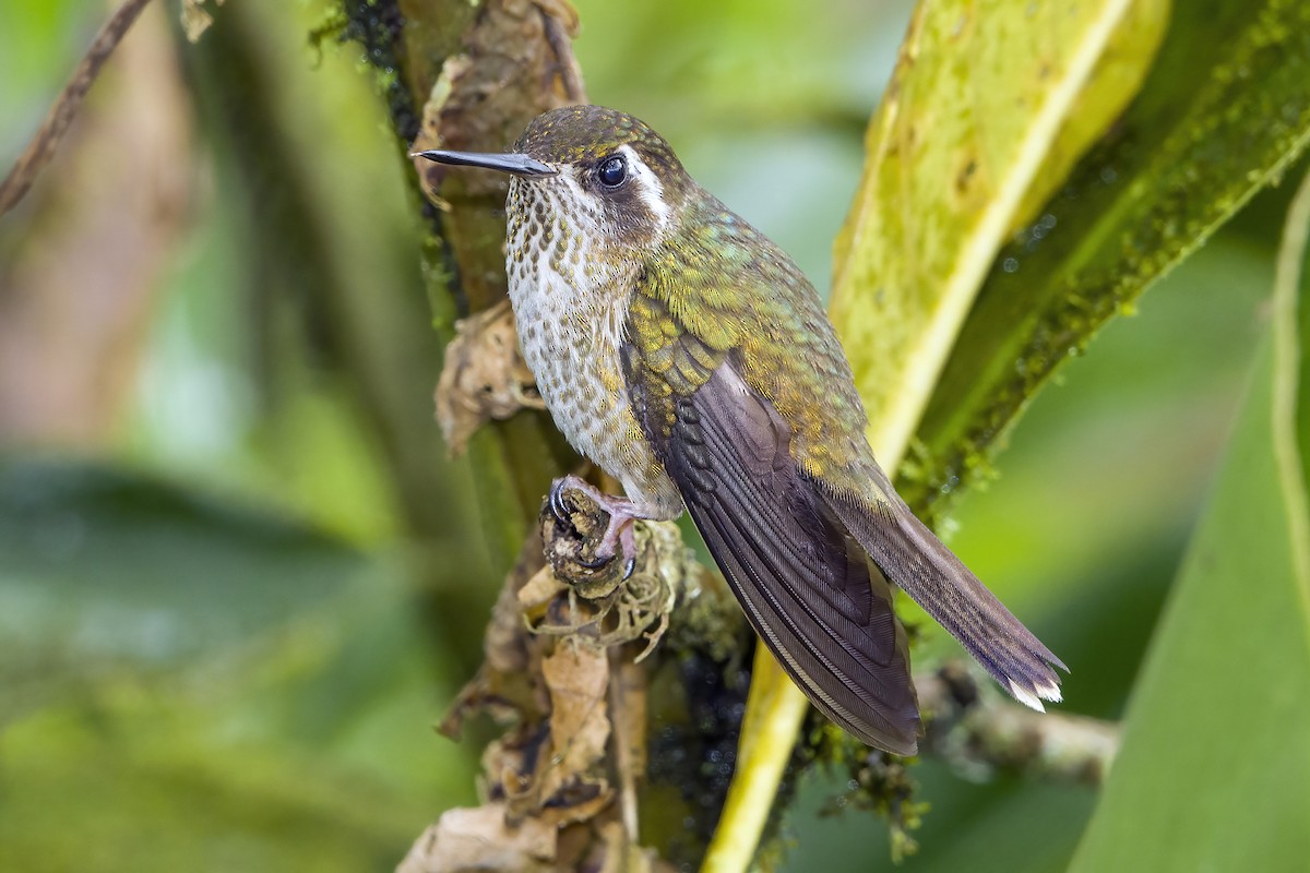 Speckled Hummingbird - Graham Ella