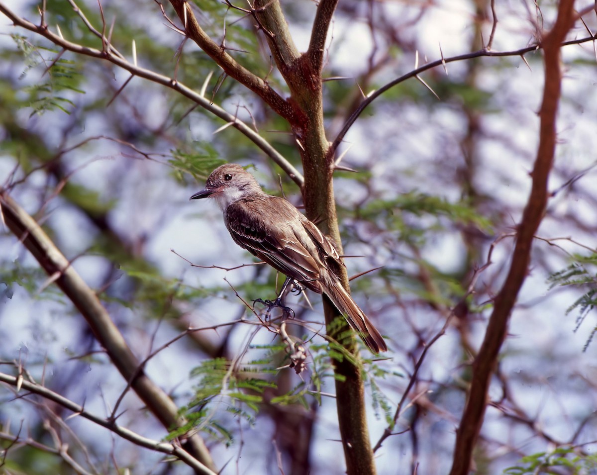 Grenada Flycatcher - Larry Manfredi