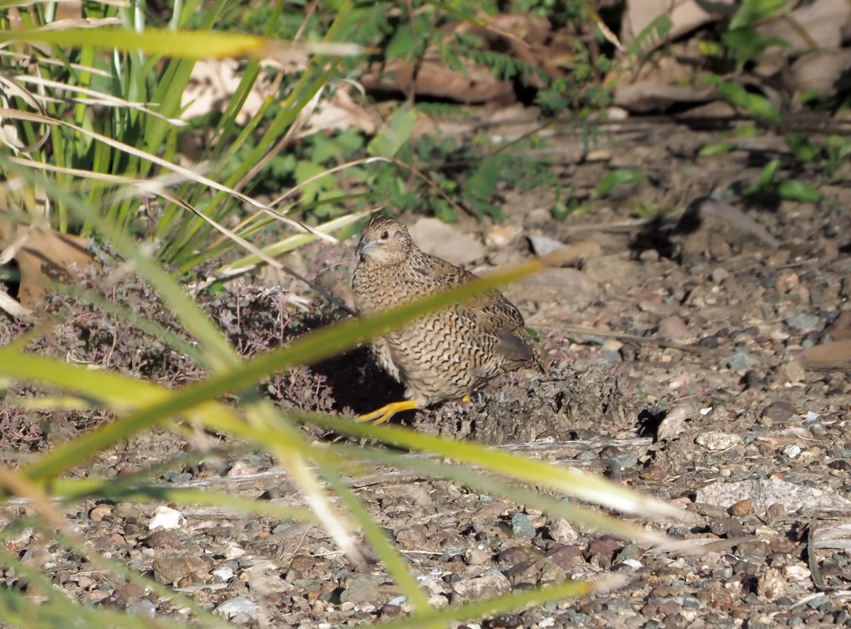 Brown Quail - ML576647941