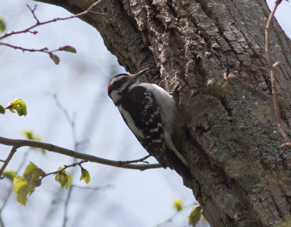 strakapoud americký - ML576650951