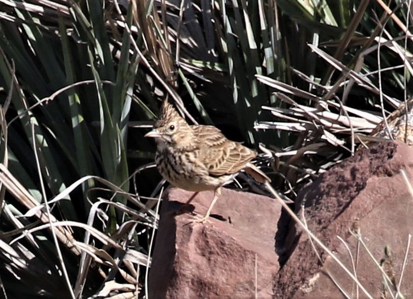 Cochevis de Thékla - ML576651151