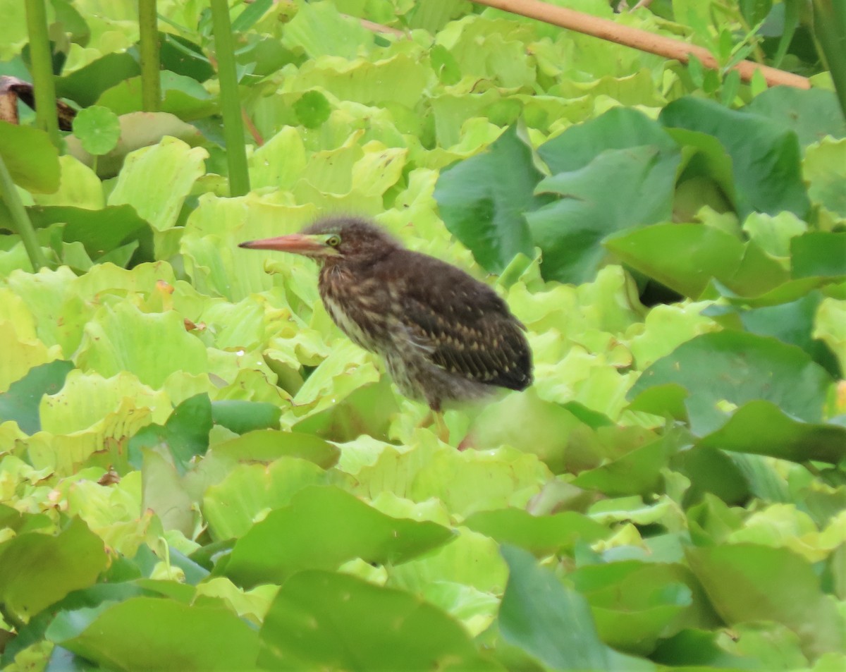 Green Heron - ML576651251