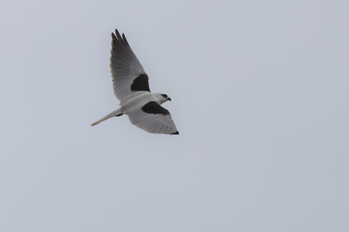 Black-shouldered Kite - ML576651601