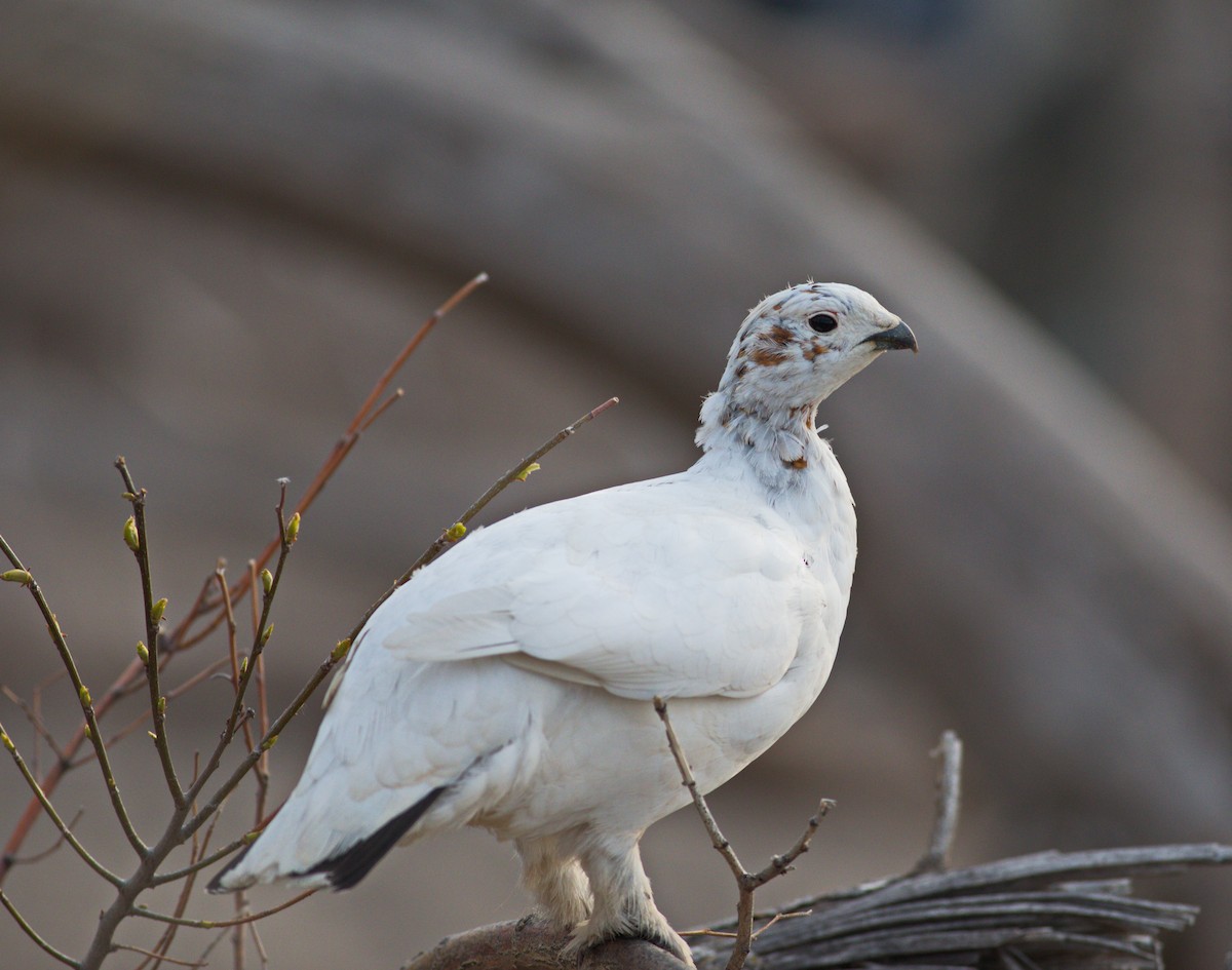 bělokur rousný - ML576652291