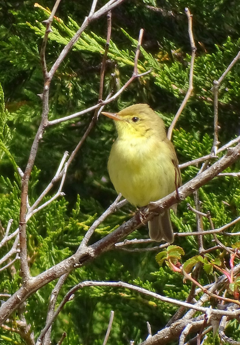Melodious Warbler - ML576652321