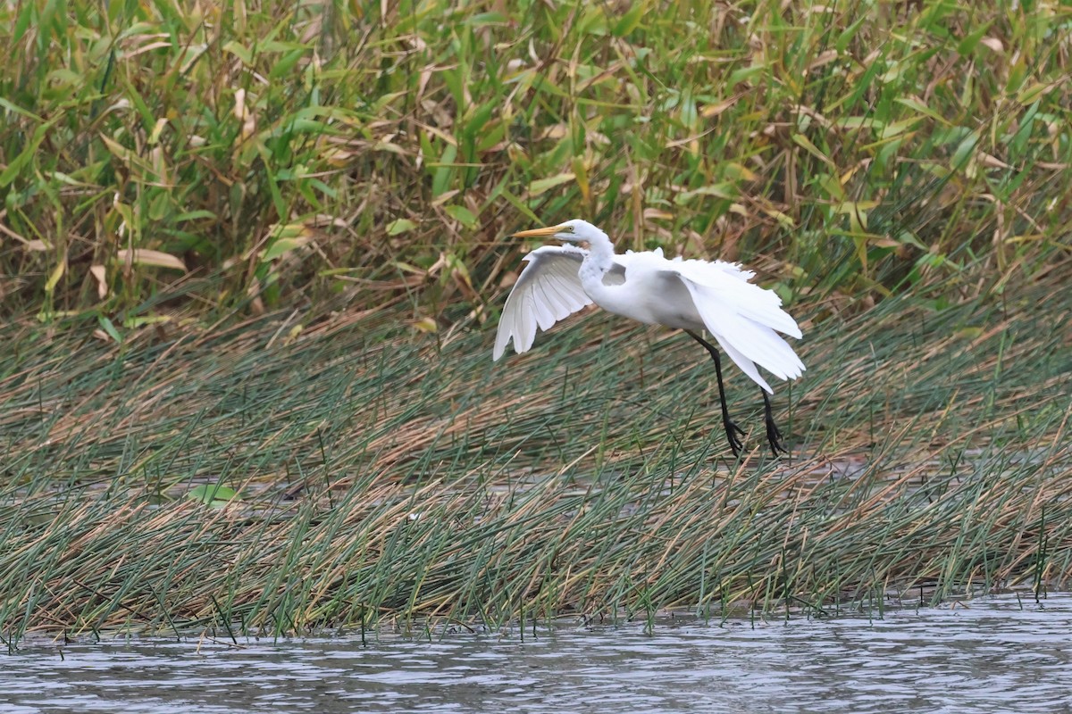 Great Egret - ML576652731