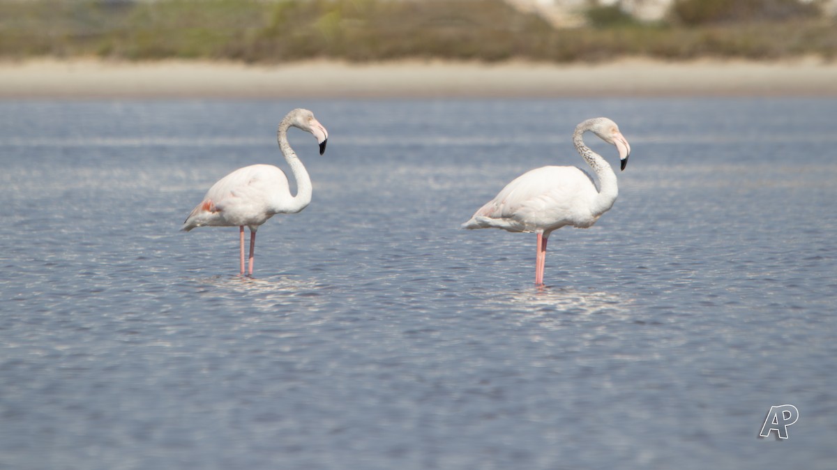 rosenflamingo - ML576653281