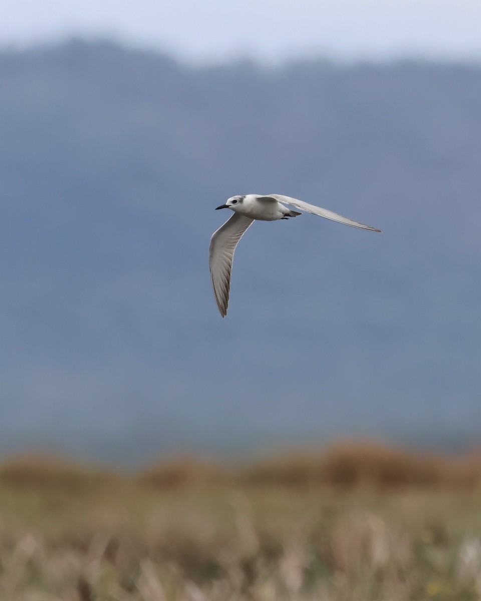 Whiskered Tern - ML576653791