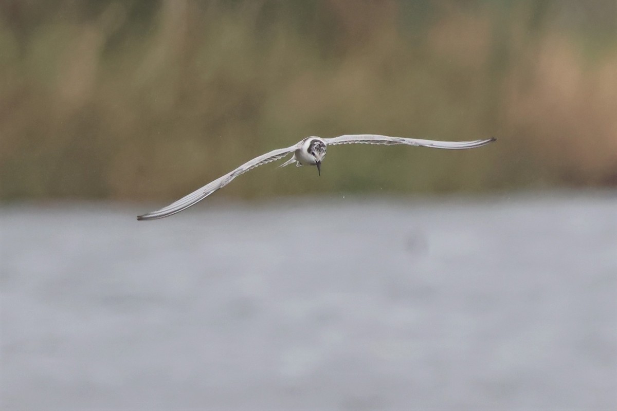 Whiskered Tern - ML576653821