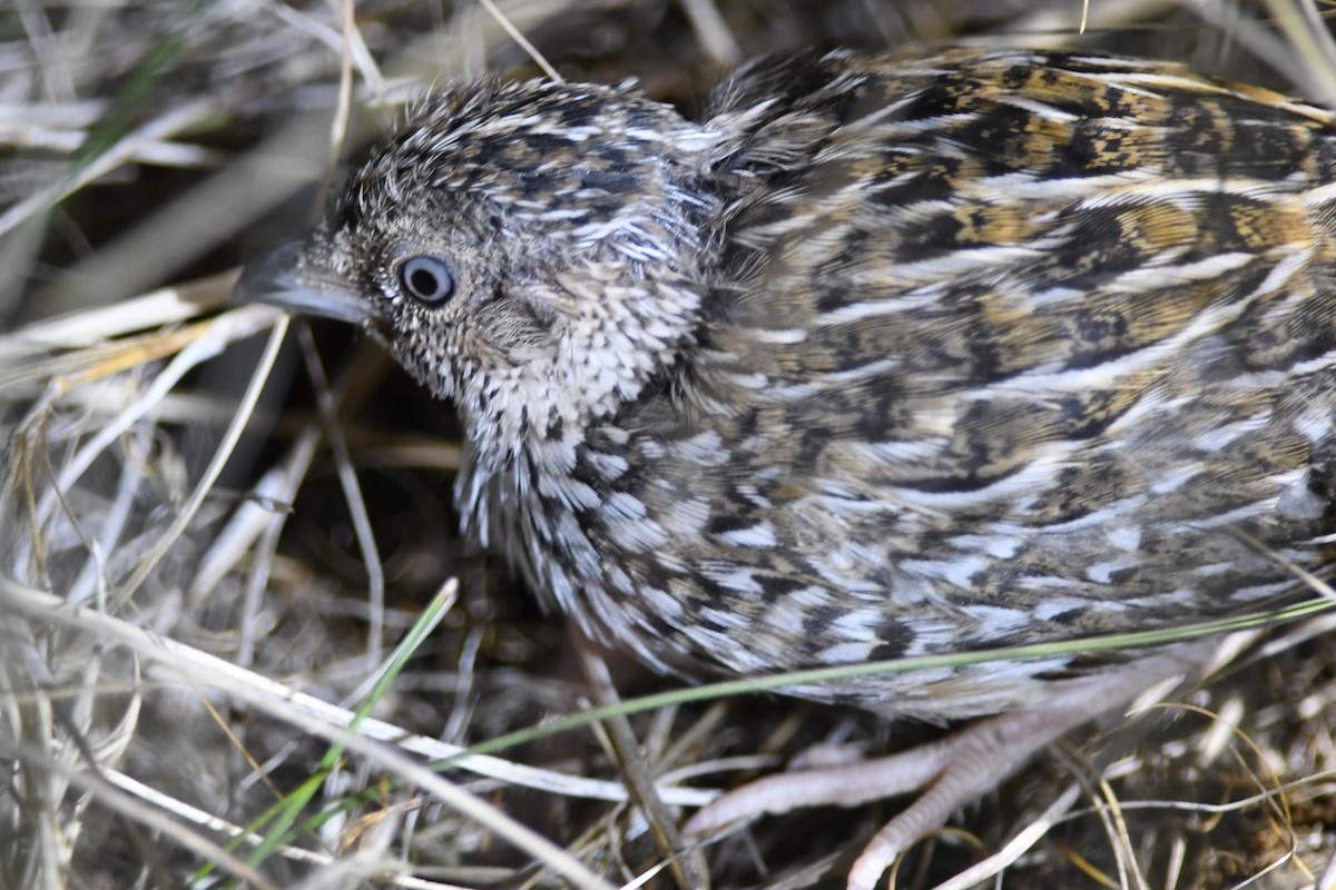 Red-chested Buttonquail - ML576655071