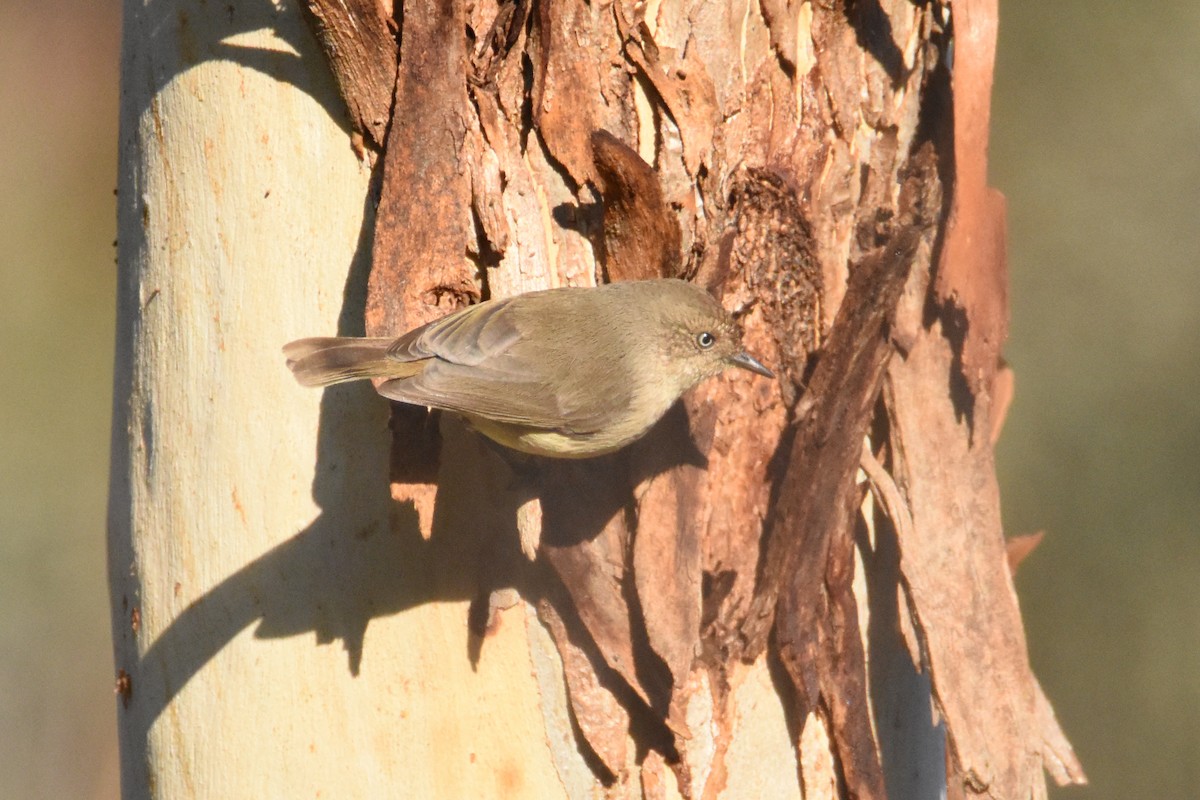 Western Thornbill - ML576655331