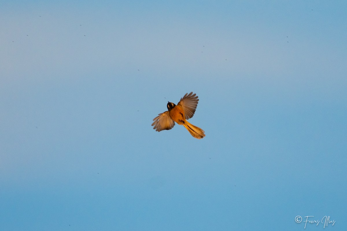 New Zealand Fantail - Fawas Illias