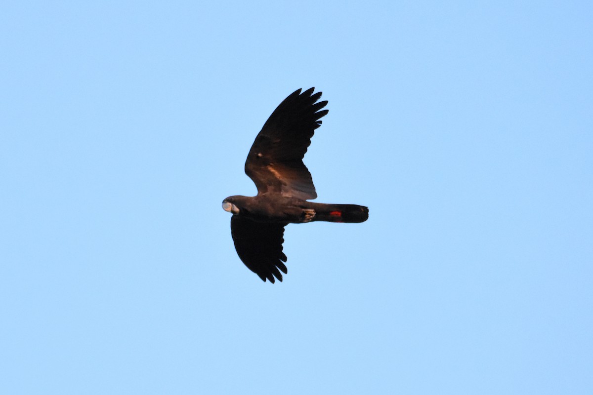 Red-tailed Black-Cockatoo - ML576655781