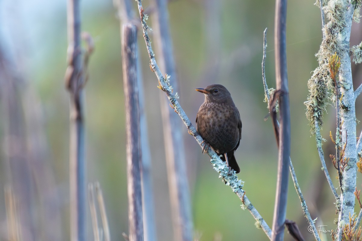 Eurasian Blackbird - Fawas Illias