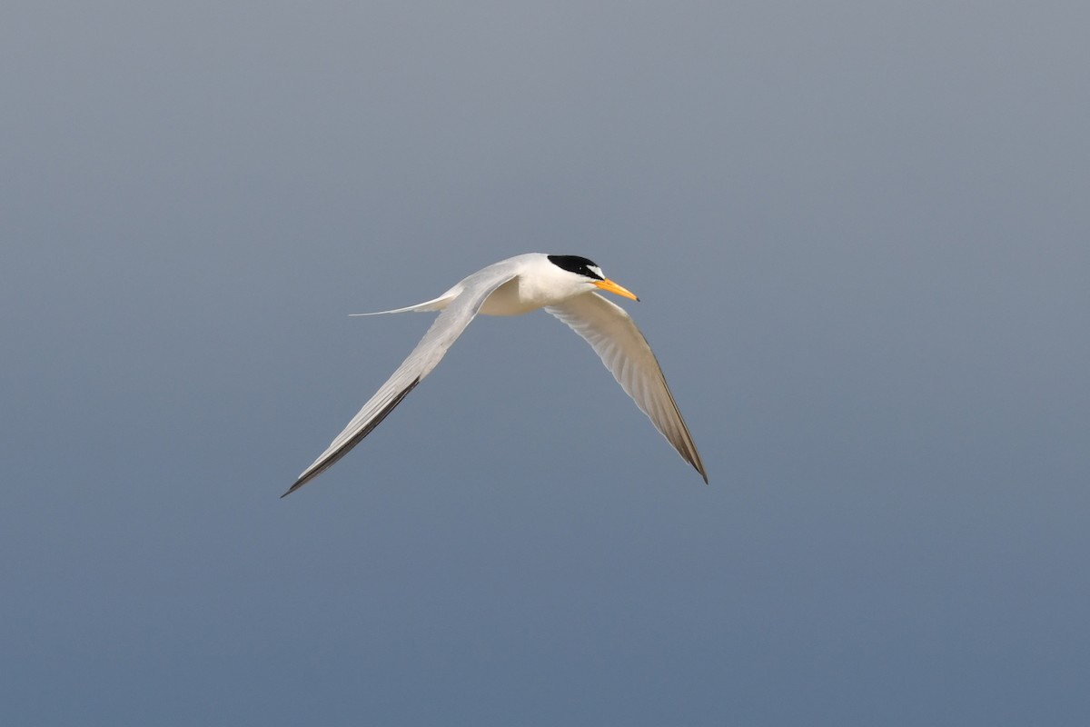Least Tern - ML576655901