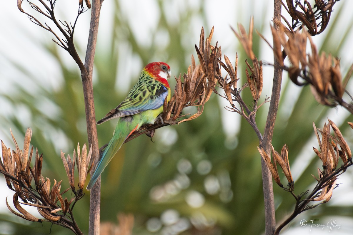 Eastern Rosella - ML576655951