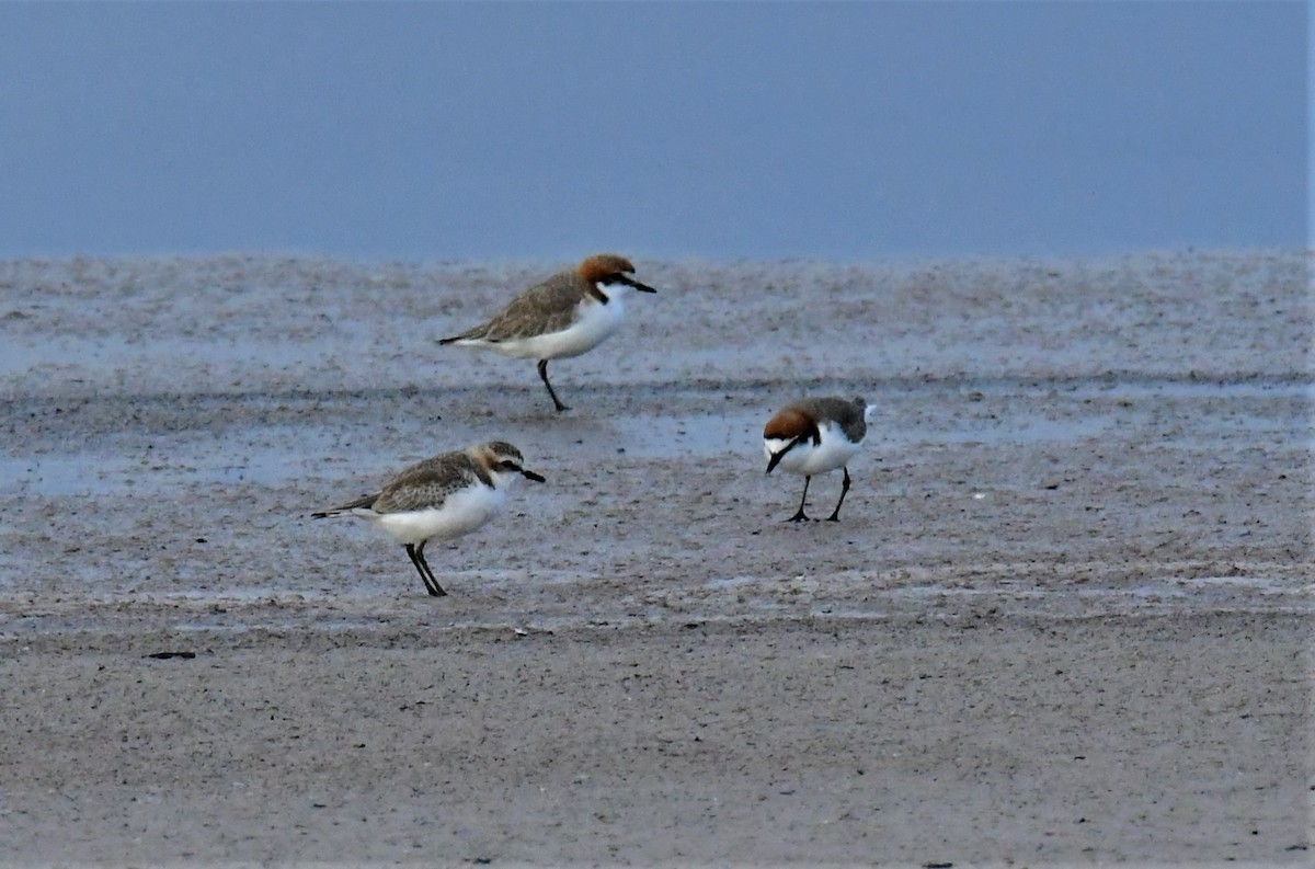 Red-capped Plover - ML576656021