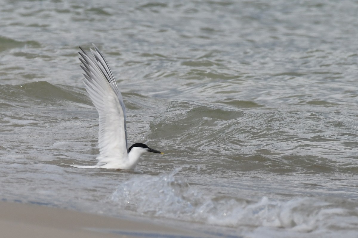 Sandwich Tern - ML576656041