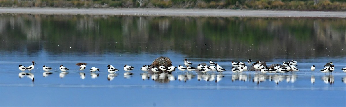 Red-necked Avocet - ML576656071