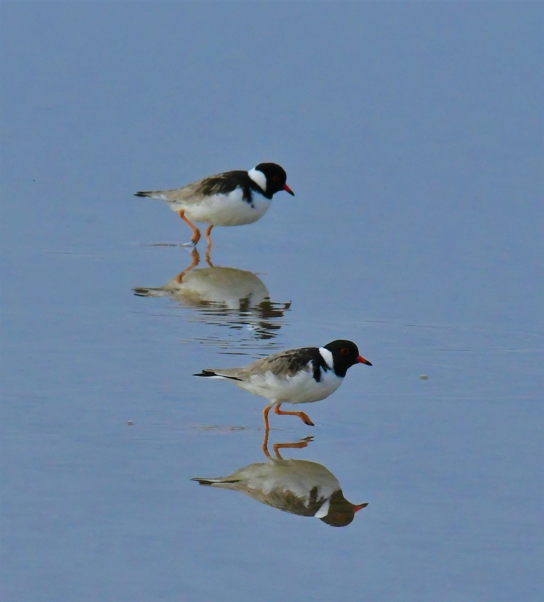 Hooded Plover - ML576656311