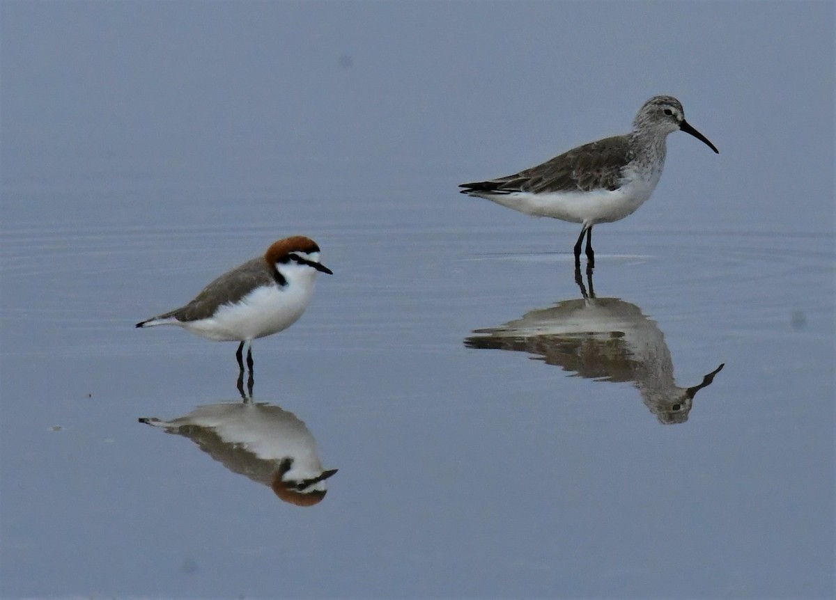 Curlew Sandpiper - ML576656591