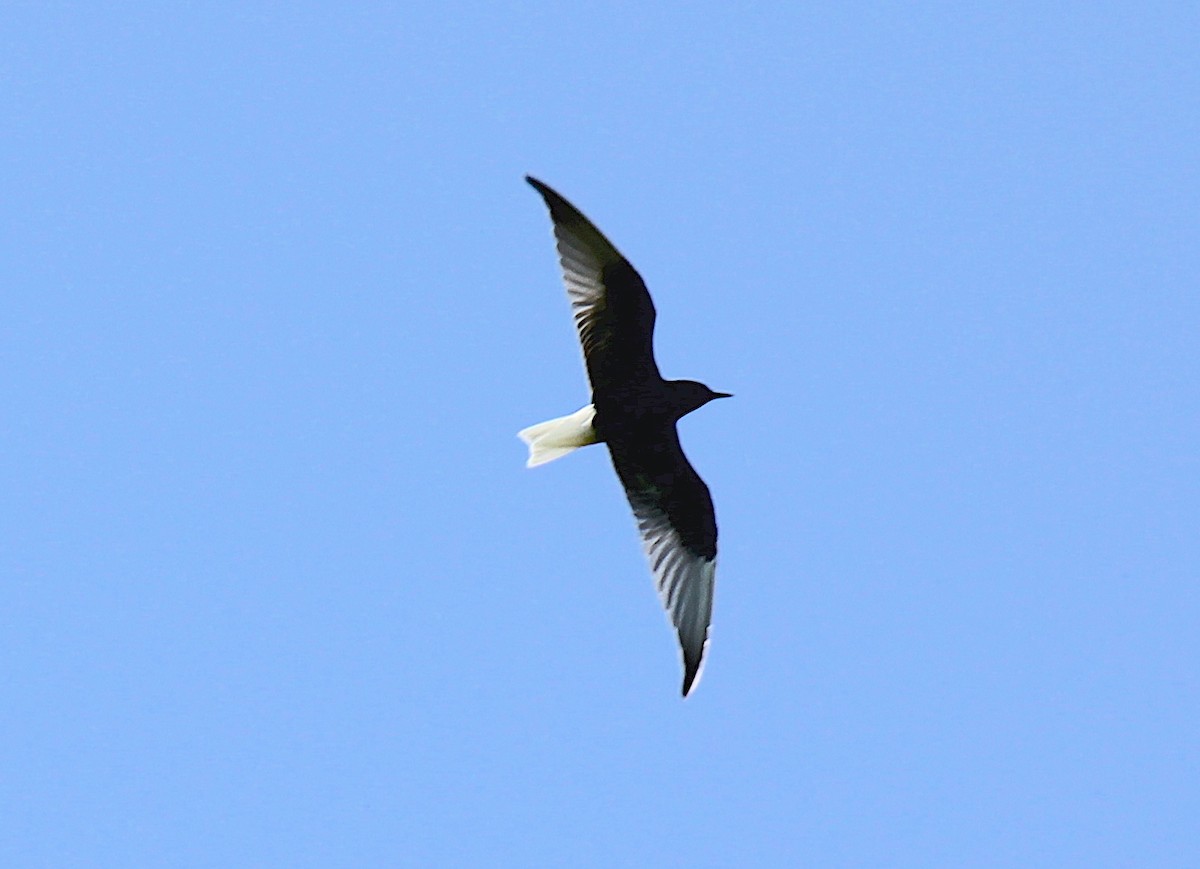 White-winged Tern - ML576657041