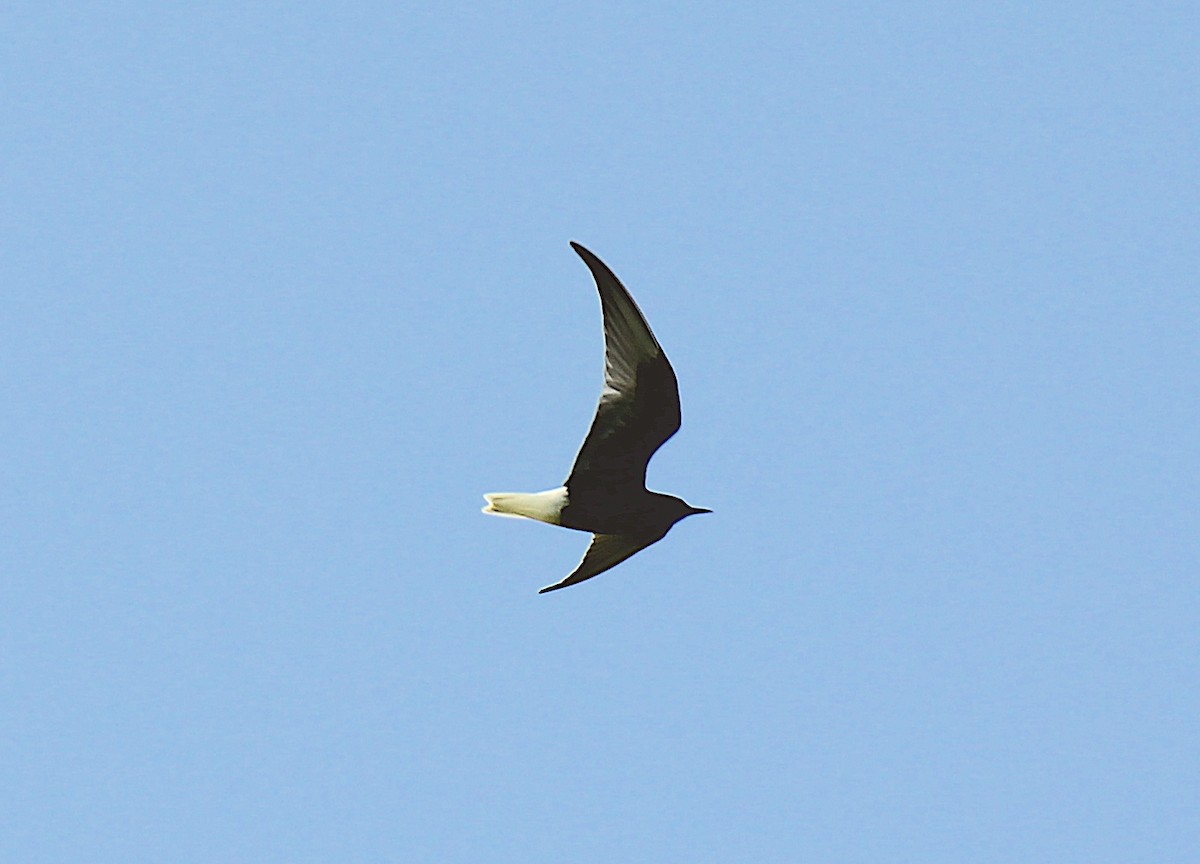 White-winged Tern - ML576657051