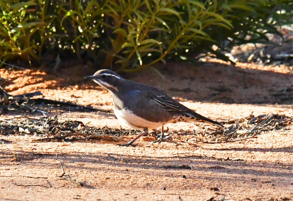 Copperback Quail-thrush - ML576658281