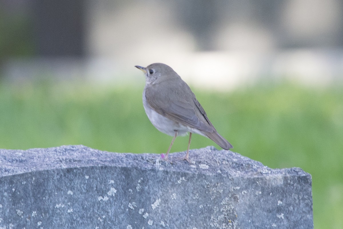 Bicknell's Thrush - ML576658791