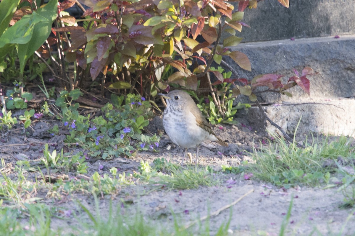 Bicknell's Thrush - ML576658801