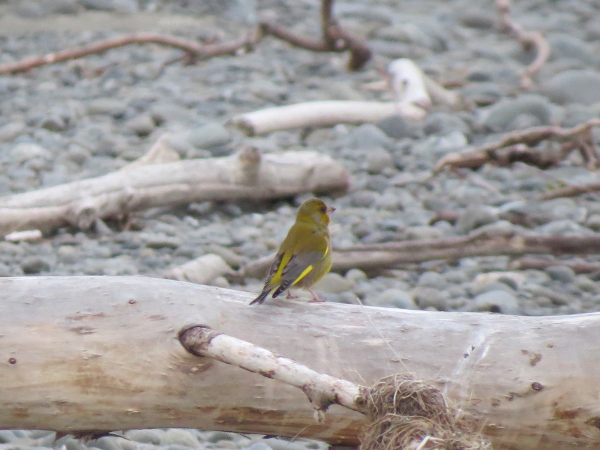 European Greenfinch - ML576659241