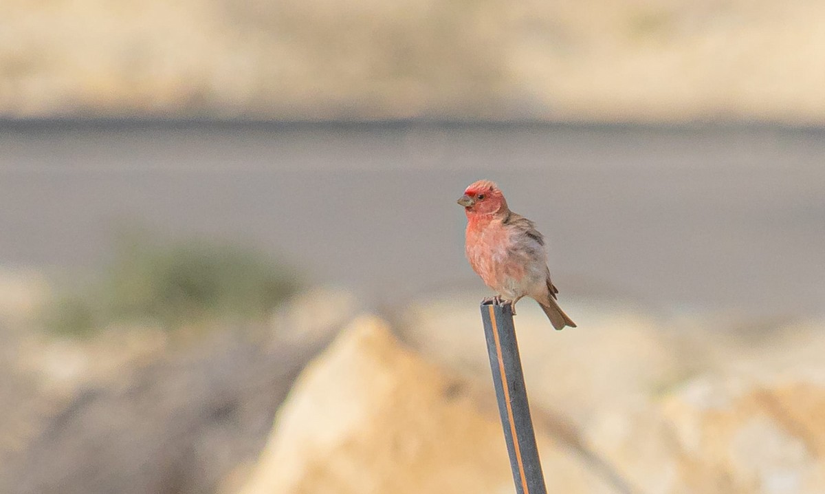 Sinai Rosefinch - sabrina de rita