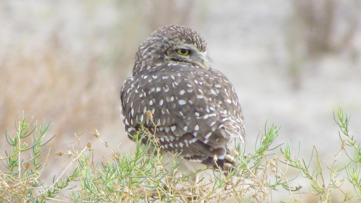 Burrowing Owl - cynthia arenas