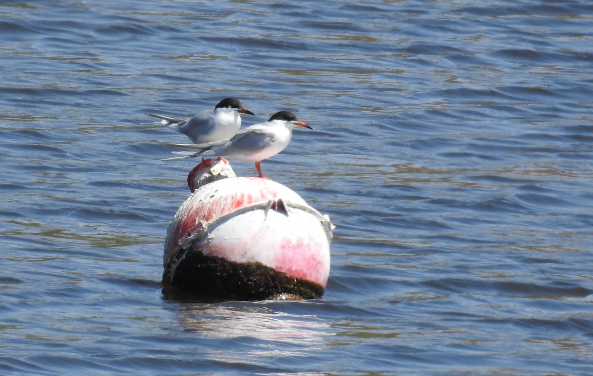 Forster's Tern - ML57666011