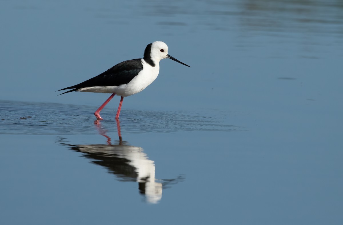 Pied Stilt - ML576660251