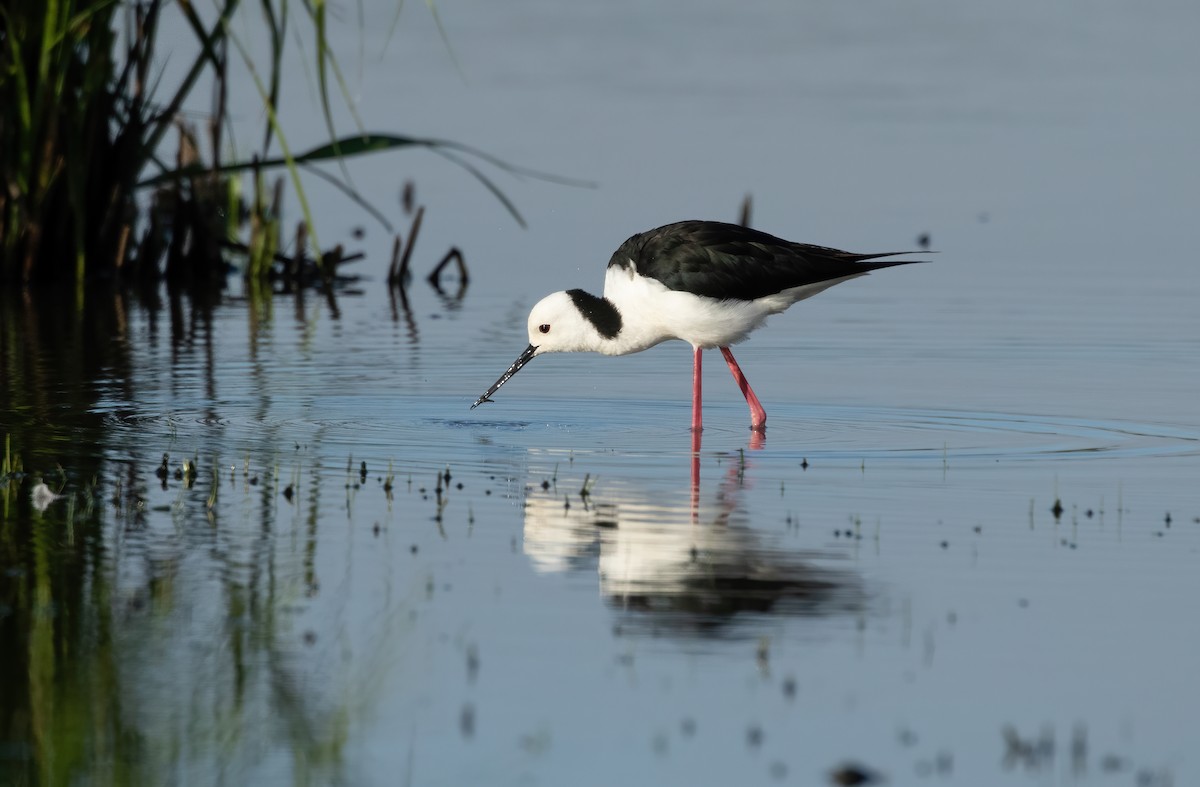 Pied Stilt - ML576660261