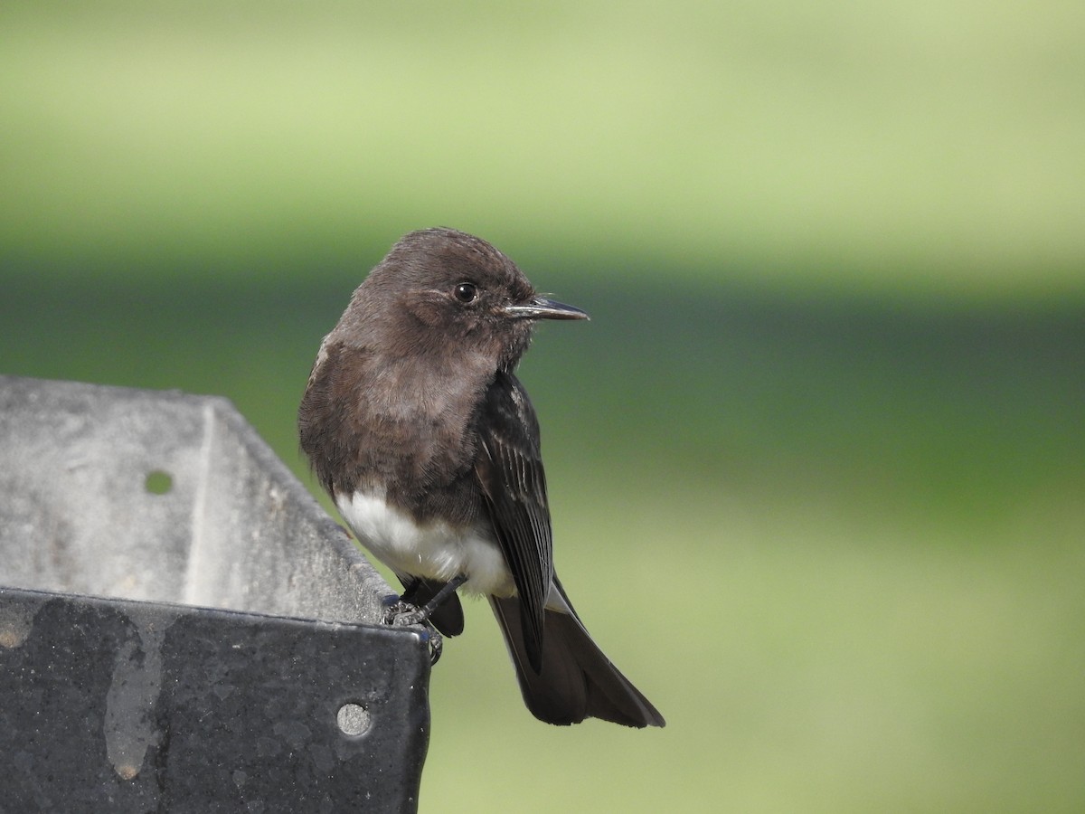 Black Phoebe - ML57666081