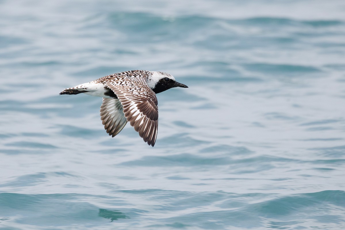 Black-bellied Plover - ML576660961