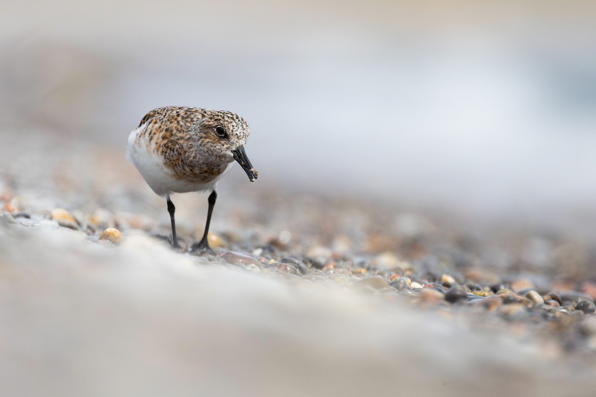 Bécasseau sanderling - ML576661061