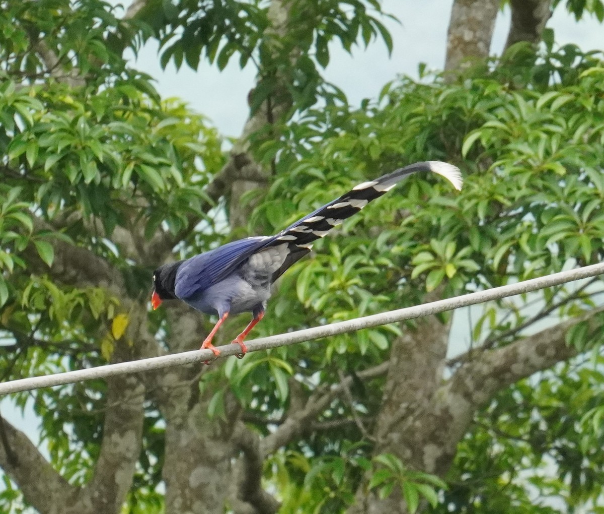 Taiwan Blue-Magpie - 吳 致謙