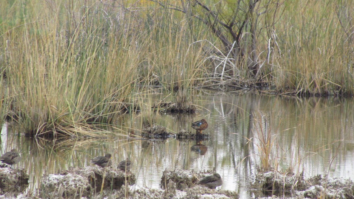 Cinnamon Teal - ML576661711