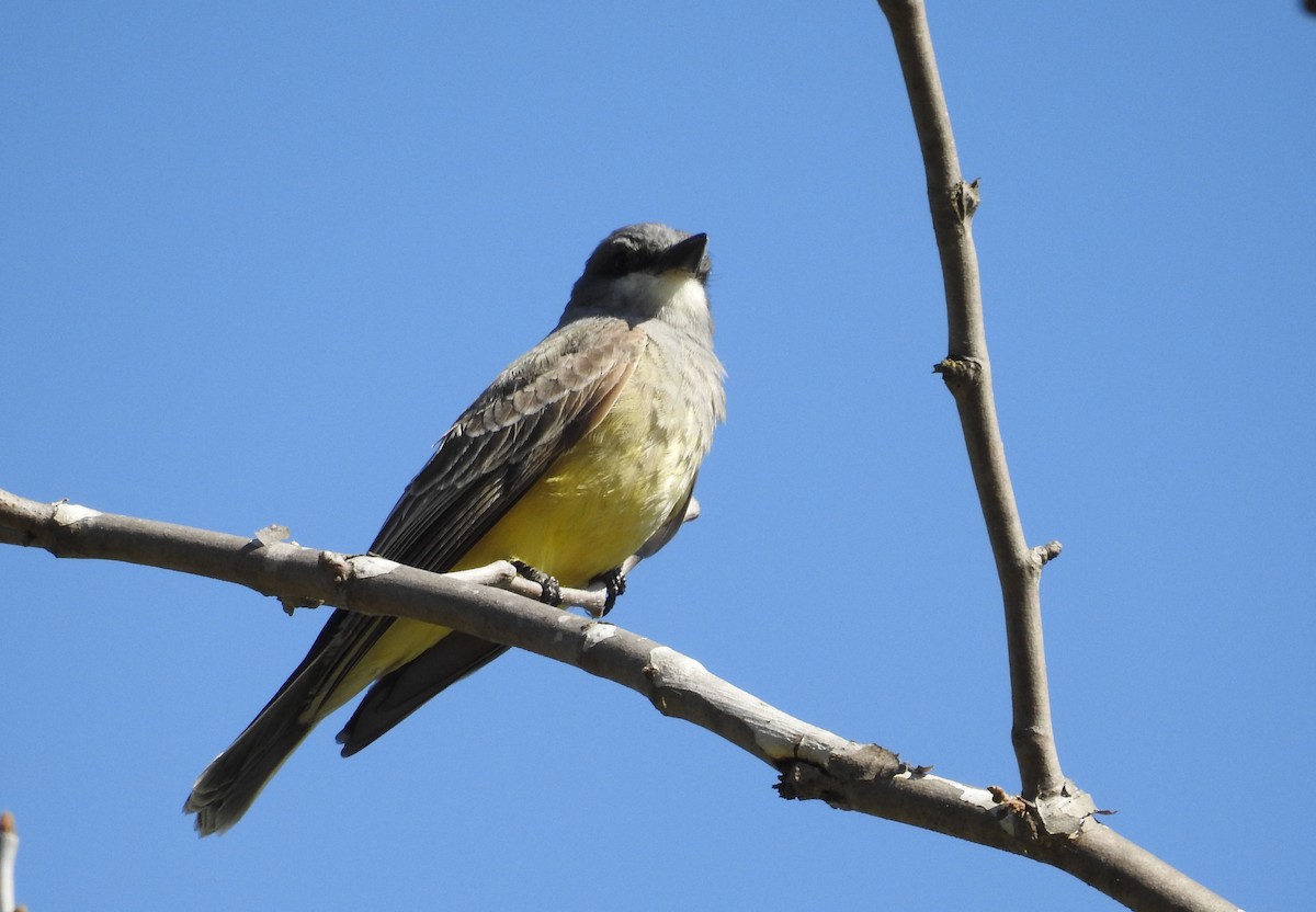 Western Kingbird - ML57666201