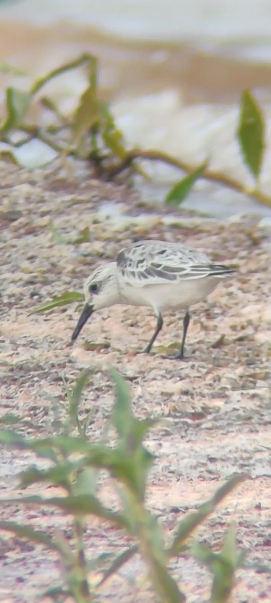 Bécasseau sanderling - ML576662611