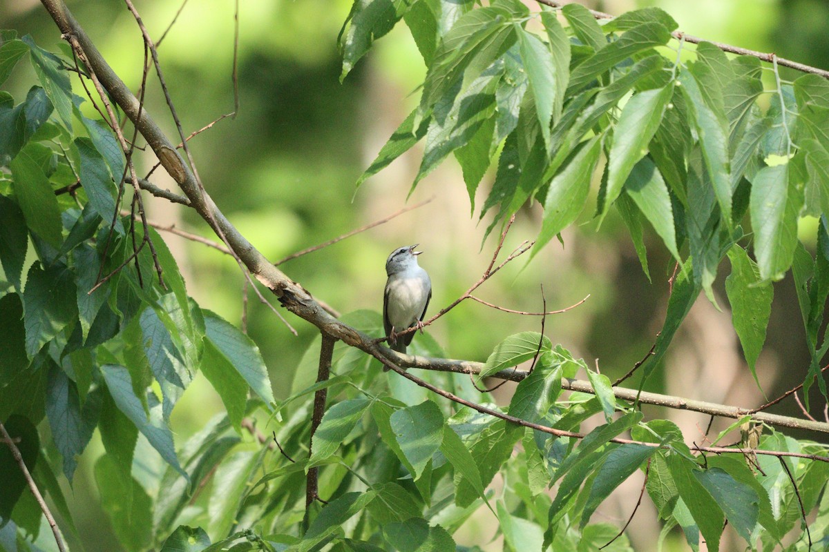 Chipping Sparrow - ML576663161