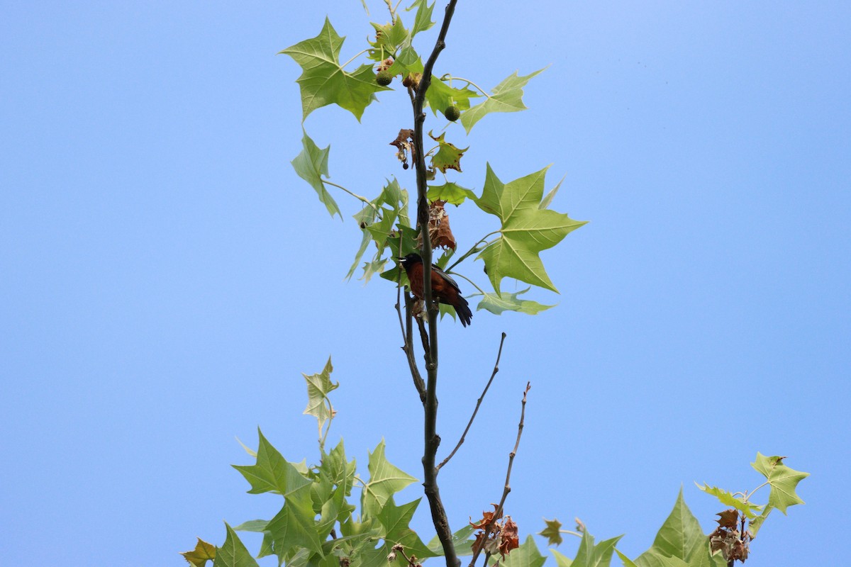 Orchard Oriole - ML576663251