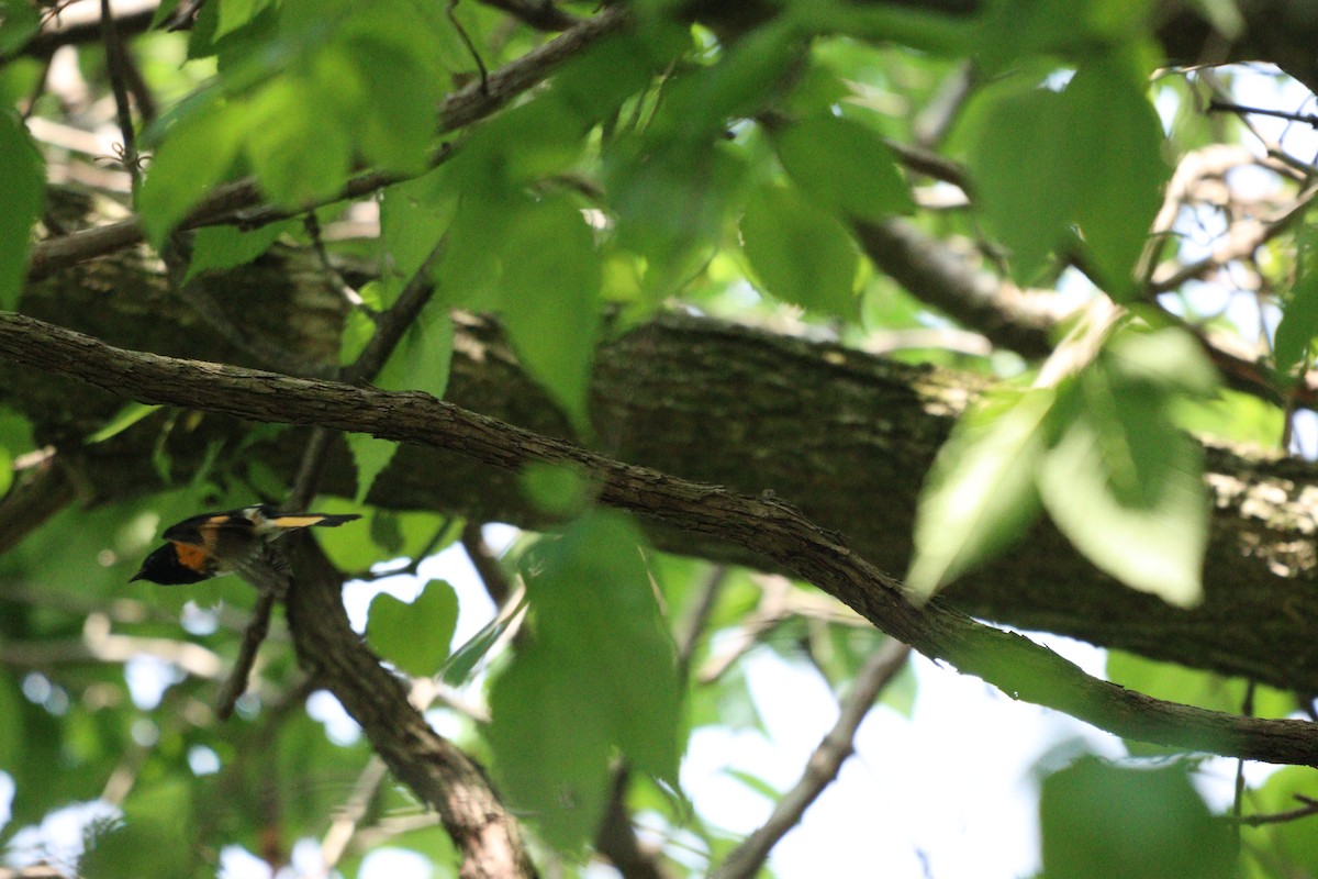 American Redstart - ML576663441